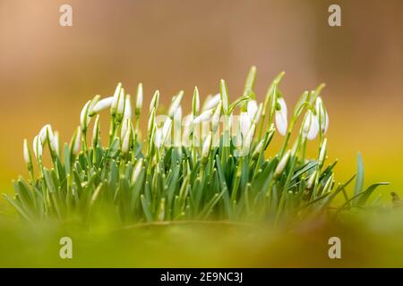 Fleurs de Snowdrop ou de neige commune (Galanthus nivalis) avec un fond de bokeh, dans les premiers rayons de soleil d'un nouveau printemps à Maastricht Banque D'Images