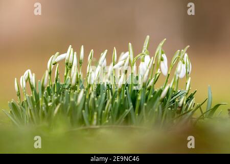 Fleurs de Snowdrop ou de neige commune (Galanthus nivalis) avec un fond de bokeh, dans les premiers rayons de soleil d'un nouveau printemps à Maastricht Banque D'Images