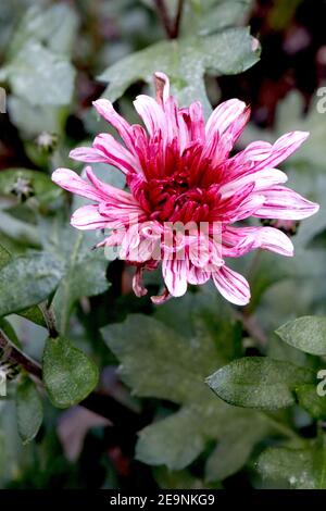 Chrysanthème ‘Stellini’ Stellini chrysanthème – fleurs blanches fortement striées de pourpre, février, Angleterre, Royaume-Uni Banque D'Images