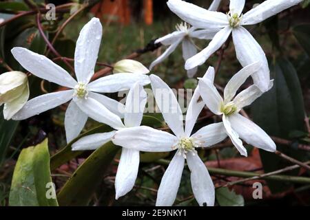 Clematis armandii ‘Snowdrift’ Armand clematis – plante grimpant avec des grappes de grandes fleurs blanches parfumées en forme d'étoiles, février, Angleterre, Royaume-Uni Banque D'Images