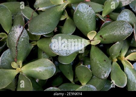 Plante de Jade de Crassula ovata – Epais feuilles de jade vert en forme de cuillère, février, Angleterre, Royaume-Uni Banque D'Images