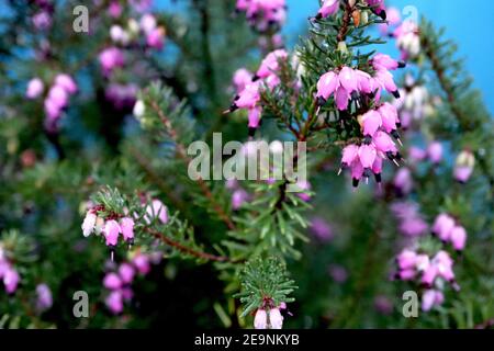 Erica x darleyensis ‘Mory Helen’ Heather Mary Helen – minuscules fleurs roses en forme d’urne, anthères noires, feuilles ressemblant à des aiguilles, février, Angleterre, ROYAUME-UNI Banque D'Images