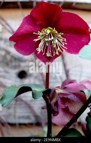 Helleborus (Rodney Davey Marbled Group) ‘Anna’s Red’ hellebore Anna’s Red – Deep Red flowers with marbled feuillage, février, Angleterre, Royaume-Uni Banque D'Images