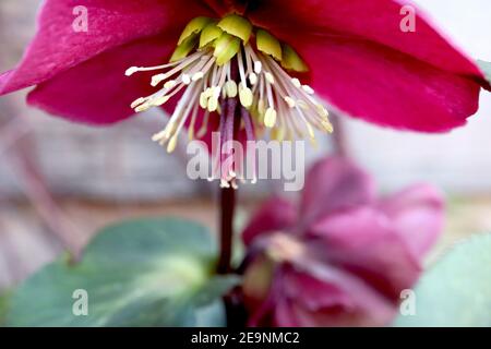 Helleborus (Rodney Davey Marbled Group) ‘Anna’s Red’ hellebore Anna’s Red – Deep Red flowers with marbled feuillage, février, Angleterre, Royaume-Uni Banque D'Images
