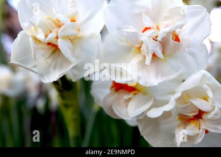 Narcisse Erlicheer / Daffodil Early Cheer Division 4 Double daffodils - Double daffodils blancs très parfumés avec des segments orange, février, Banque D'Images