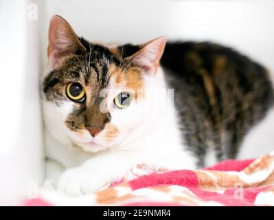 Un timide Calico tabby shorthair chat avec les élèves dilatés et une expression inquiète Banque D'Images