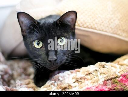Un chat court noir timide avec des pupilles dilatées qui se délitent sous une couverture Banque D'Images