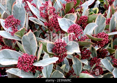 Skimmia japonica «Perosa» Skimmia Perosa – grappes de grandes baies rouges à feuillage variégé, février, Angleterre, Royaume-Uni Banque D'Images