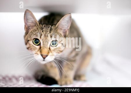 Un tabby shorthair Cat en position accroupie avec un expression oculaire large et pupilles dilatées Banque D'Images