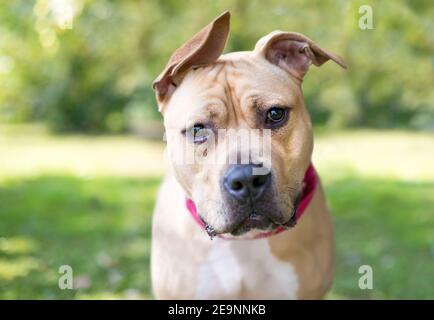 Un chien mixte Pit Bull Terrier avec des oreilles de disquettes ecouter avec une inclinaison de la tête Banque D'Images