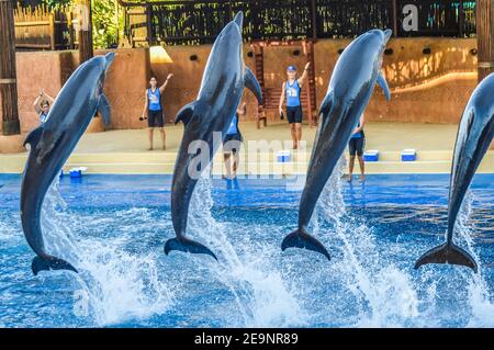 Spectacle de Dauphins à Ushaka Marine World Africa Durban Banque D'Images