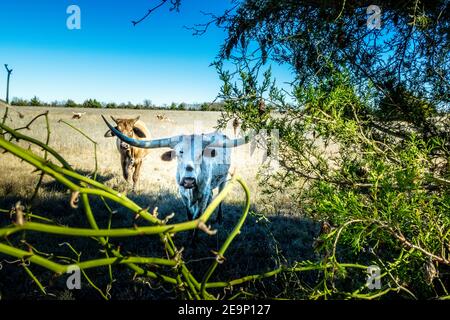 Vaches Longhorn du Texas sur le pâturage au Texas Banque D'Images