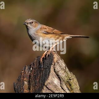 Dunnock posant bien sur un arbre souche au soleil Banque D'Images