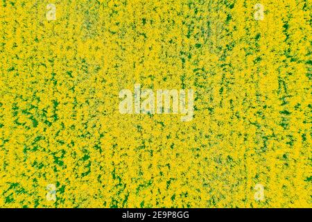 Vue aérienne. Paysage agricole avec colza en floraison, graines de lin dans le pré de campagne en saison printanière. Fleur de fleurs jaunes de canola Banque D'Images