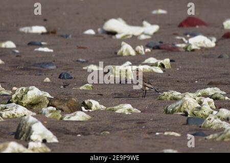 Oiseau migrateur (femelle de Wheatear du Nord, Oenanthe oenanthe) sur la plage de la réserve naturelle nationale de la pointe de la route, East Yorkshire, Royaume-Uni Banque D'Images