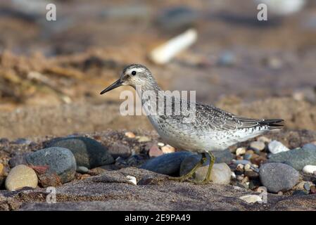 Barboteuse, Red Knot (Calidris canutus), vue rapprochée d'une plage rocheuse au Yorkshire Wildlife Trust & National nature Reserve, Dpoun point, East Yworks, Royaume-Uni Banque D'Images