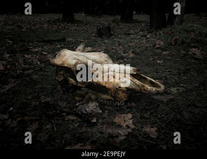 Crâne d'une vache morte tué dans la forêt, allongé sur le sol en feuilles. Concept pour votre conception dans le style de l'horreur de la mort, la transition de la vie Banque D'Images