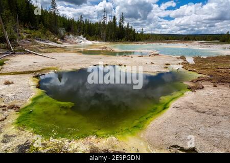 Une piscine couverte d'algues près des eaux claires du lac crépitant dans le bassin de porcelaine du bassin de Norris Geyser. Parc national de Yellowstone, Wyoming Banque D'Images