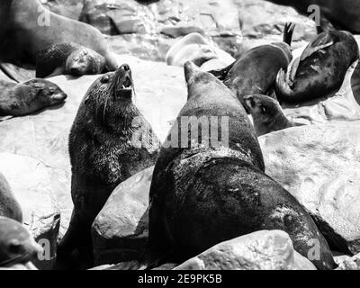 Deux phoques à fourrure marron dangereux se battent sur une roche. Image en noir et blanc. Banque D'Images