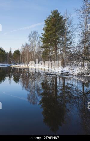 forêts de sapin enneigé en scandinavie Banque D'Images