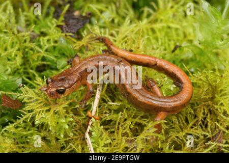 La rare salamandre de Van Dyk, Plethodon vandykei de l'État de Washington Banque D'Images