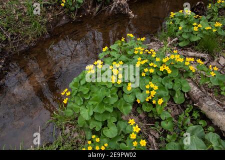 Marais-mérigolds, floraison (Baltha palustris), le long du bord du ruisseau, bois, E USA, par Dembinsky photo Assoc Banque D'Images