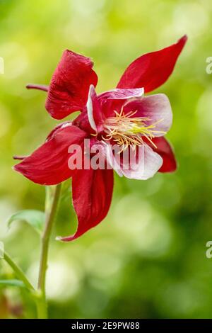 Issaquah, Washington, États-Unis. Rocky Mountain Columbine en fleur. Banque D'Images