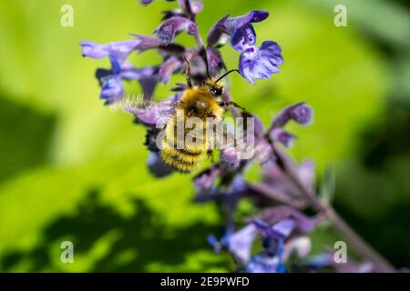 Issaquah, Washington, États-Unis. Abeille pollinisant un Lowcatnip de Walker (Nepeta Walker's Low) Banque D'Images