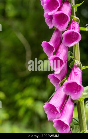 Issaquah, Washington, États-Unis. Le Foxglove commun (Digitalis purpurea) est un vivace ou bisannuel, et a des pointes de fleurs tubulaires. Banque D'Images