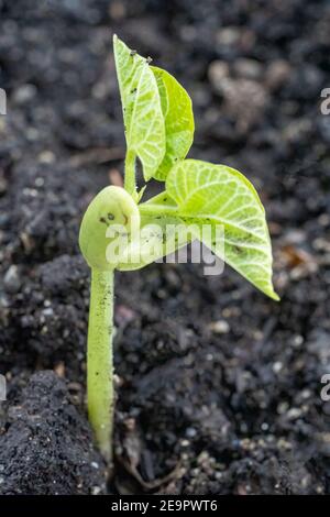 Issaquah, Washington, États-Unis. Les semis de Pole Bean de Monte Cristo montrent les cotylédons, les premières feuilles produites par les plantes. Les cotylédons ne sont pas considérés comme des tr Banque D'Images