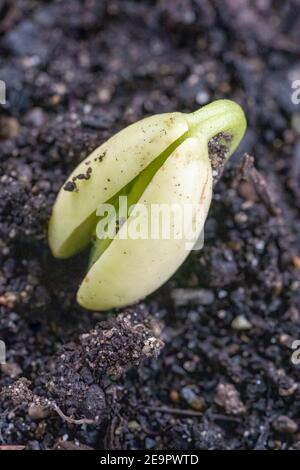 Issaquah, Washington, États-Unis. Le semis de Pole Bean de Monte Cristo sur le point de pousser des cotylédons, les premières feuilles produites par les plantes. Banque D'Images