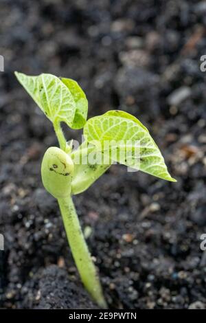 Issaquah, Washington, États-Unis. Les semis de Pole Bean de Monte Cristo montrent les cotylédons, les premières feuilles produites par les plantes. Les cotylédons ne sont pas considérés comme des tr Banque D'Images