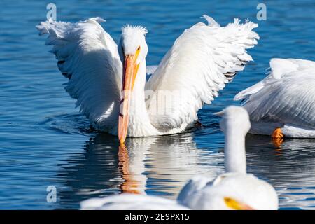 Jour d'hiver ensoleillé à Ventura, l'image des pélicans blancs se reflète dans l'eau avec de grandes ailes écartées. Banque D'Images