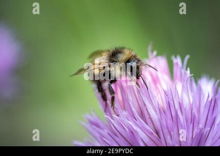 Issaquah, Washington, États-Unis. Bumblebee de Yellow Head (Bombus flavifrons) pollinisant une fleur de ciboulette Banque D'Images