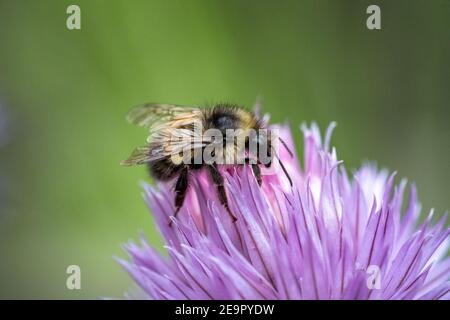 Issaquah, Washington, États-Unis. Bumblebee de Yellow Head (Bombus flavifrons) pollinisant une fleur de ciboulette Banque D'Images