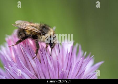 Issaquah, Washington, États-Unis. Bumblebee de Yellow Head (Bombus flavifrons) pollinisant une fleur de ciboulette Banque D'Images