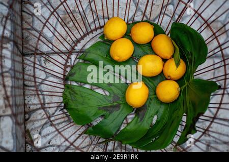 Sur une grande feuille de monstère verte sauvage, les citrons jaunes se trouvent dans un panier de fer. Décoration de la foire du festival. Éléments de décoration, conservation des fruits. Copier l'espace Banque D'Images