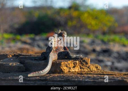 Portrait d'iguana marine (Amblyrhynchus cristatus) au coucher du soleil sur la plage de roches volcaniques de Puerto Egas, île de Santiago, îles Galapagos, Équateur. Banque D'Images