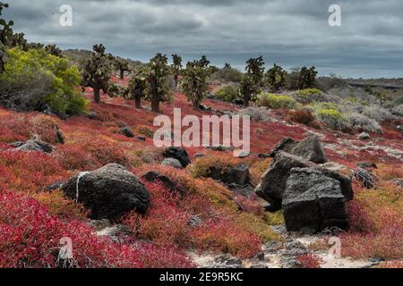 Sesuvium edmonstonei et cactus, Opuntia sp., sur l'île South Plaza, îles Galapagos, Équateur. Banque D'Images