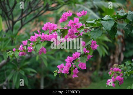 Indonésie Bali Nord Bali - fleurs de Bougainvilliers pourpre Banque D'Images