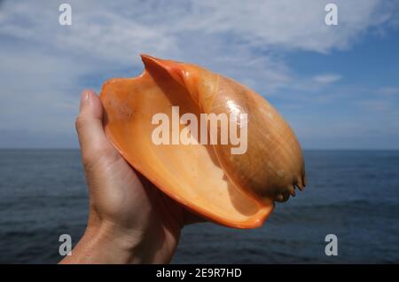 Indonésie Bali Nord Bali - main tenant une coquille de mer Banque D'Images