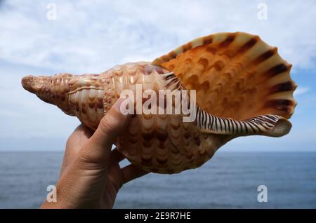 Indonésie Bali Nord Bali - main tenant une coquille de mer Banque D'Images