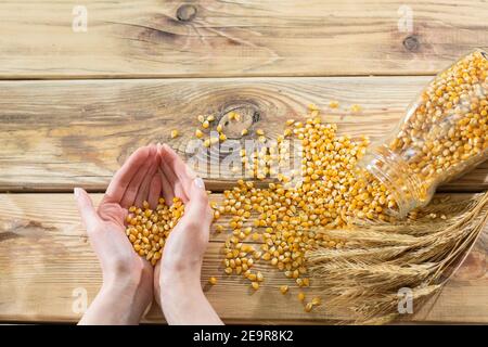 Les mains des jeunes filles sont jointes et en elles il y a beaucoup de grains de maïs. Ancien plateau de table en bois comme arrière-plan. Rendements de maïs. Banque D'Images