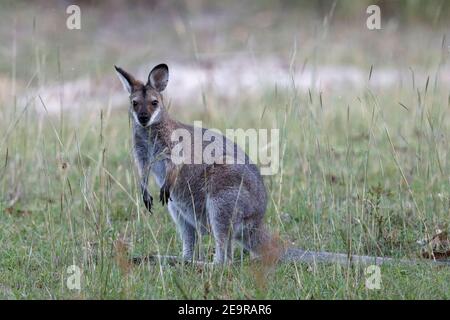 Wallaby à col rouge (Notamacropus rufogriseus) au champ, Parc national de Girraween, sud-ouest du Queensland, Australie 2 février 2017 Banque D'Images