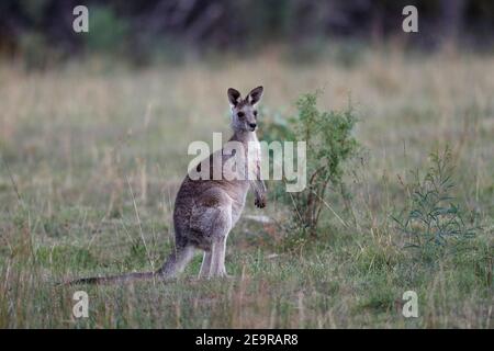 Kangaroo ( ) au champ, Parc national de Girraween, sud-ouest du Queensland, Australie 2 février 2017 Banque D'Images