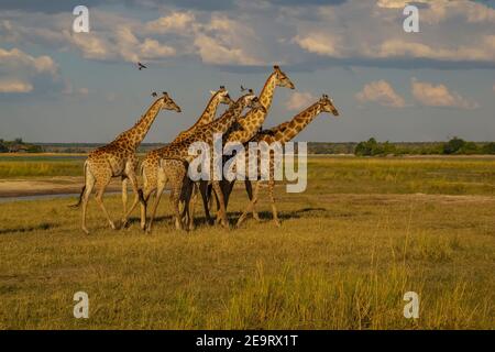 Girafes dans le parc national de Chobe du Botswana. Banque D'Images