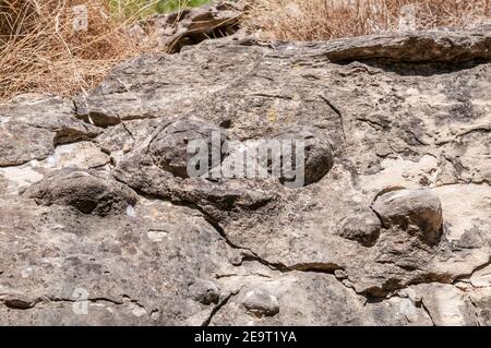 Nodules de sable fossilisés dans les grès marins d'eocène, Sant Fruitós de Bages, Catalogne, Espagne Banque D'Images