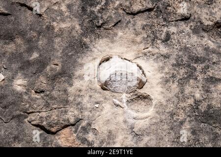 Nodules de sable fossilisés dans les grès marins d'eocène, Sant Fruitós de Bages, Catalogne, Espagne Banque D'Images