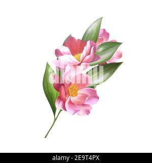 Branche florale. Illustration de fleurs roses Banque D'Images