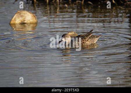 Sarcelle à ailes bleues (discors à spatule) canard sarcelle à ailes bleues nageant avec réflexion et ondulation Banque D'Images